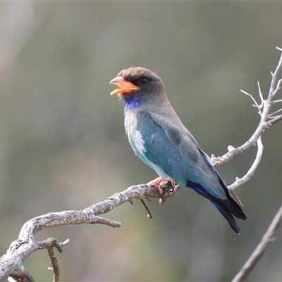 Eurystomus orientalis (Dollarbird) at Weston, ACT - 8 Feb 2025 by LineMarie