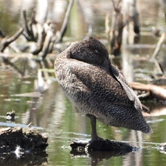 Stictonetta naevosa (Freckled Duck) at Fyshwick, ACT - 9 Feb 2025 by LineMarie