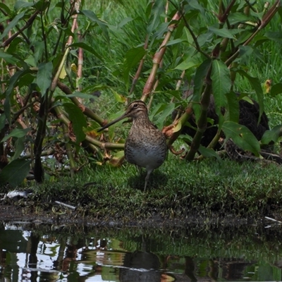 Gallinago hardwickii (Latham's Snipe) at Fyshwick, ACT - 9 Feb 2025 by LineMarie