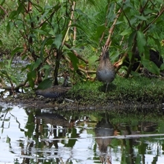 Porzana fluminea (Australian Spotted Crake) at Fyshwick, ACT - 9 Feb 2025 by LineMarie