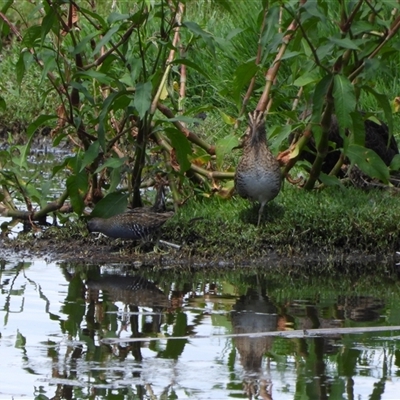 Gallirallus philippensis at Fyshwick, ACT - 9 Feb 2025 by LineMarie