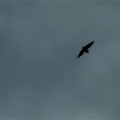 Aquila audax (Wedge-tailed Eagle) at Queanbeyan East, NSW - Yesterday by LouiseSproule