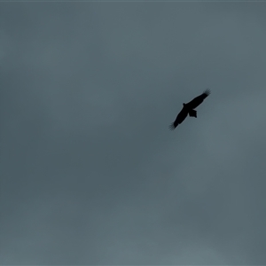 Aquila audax (Wedge-tailed Eagle) at Queanbeyan East, NSW - 11 Feb 2025 by LouiseSproule