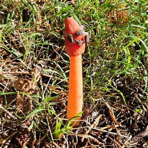 Phallus rubicundus at Braidwood, NSW - 11 Feb 2025 08:54 AM