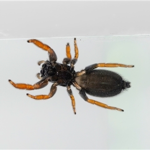 Holoplatys sp. (genus) at Jerrabomberra, NSW - suppressed