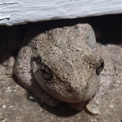 Litoria peronii at Penrose, NSW - 11 Feb 2025 by Aussiegall