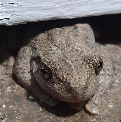 Litoria peronii at Penrose, NSW - 11 Feb 2025 by Aussiegall