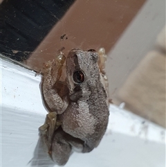 Litoria quiritatus at Penrose, NSW - suppressed