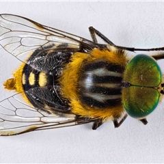 Scaptia (Scaptia) auriflua at Jerrabomberra, NSW - suppressed