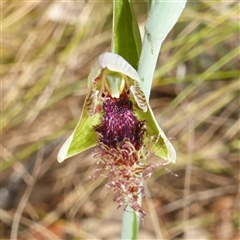 Calochilus platychilus (Purple Beard Orchid) at Nungar, NSW - 21 Nov 2024 by RobG1