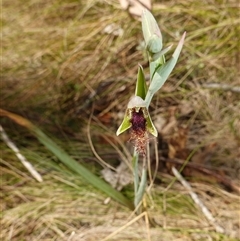 Calochilus platychilus at Nungar, NSW - suppressed