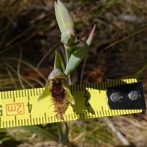 Calochilus platychilus at Nungar, NSW - suppressed