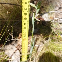 Calochilus platychilus at Nungar, NSW - suppressed