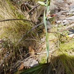 Calochilus platychilus at Nungar, NSW - suppressed