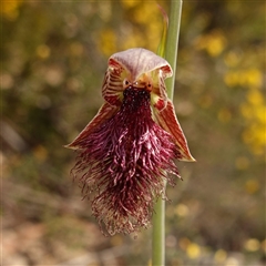 Calochilus platychilus at Nungar, NSW - 21 Nov 2024 by RobG1