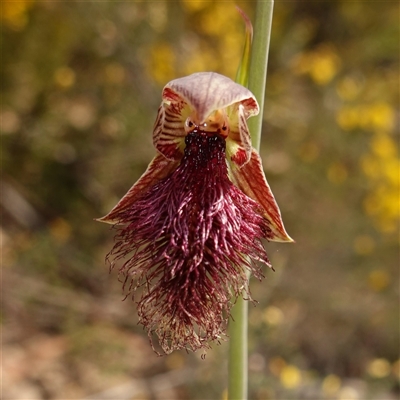 Calochilus platychilus (Purple Beard Orchid) at Nungar, NSW - 21 Nov 2024 by RobG1