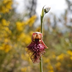 Calochilus platychilus at Nungar, NSW - suppressed