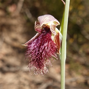 Calochilus platychilus at Nungar, NSW - suppressed