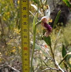 Calochilus platychilus at Nungar, NSW - suppressed