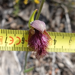 Calochilus platychilus at Nungar, NSW - suppressed