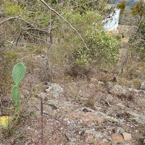 Opuntia sp. (Prickly Pear) at Theodore, ACT - 9 Feb 2025 by nmcphan