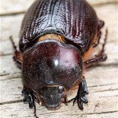 Unidentified Beetle (Coleoptera) at Bargo, NSW - 26 Jan 2025 by Snows