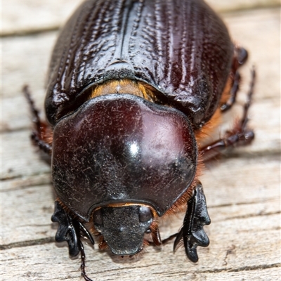 Unidentified Beetle (Coleoptera) at Bargo, NSW - 26 Jan 2025 by Snows