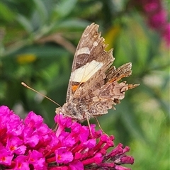 Vanessa itea (Yellow Admiral) at Braidwood, NSW - 11 Feb 2025 by MatthewFrawley