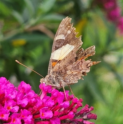 Vanessa itea (Yellow Admiral) at Braidwood, NSW - Today by MatthewFrawley