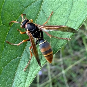 Polistes (Polistella) humilis (Common Paper Wasp) at Orangeville, NSW - 11 Feb 2025 by belleandjason