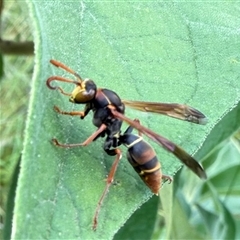 Polistes (Polistella) humilis at Orangeville, NSW - 11 Feb 2025 12:39 PM