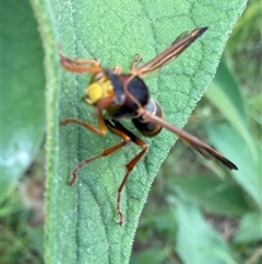 Polistes (Polistella) humilis at Orangeville, NSW - 11 Feb 2025 12:39 PM