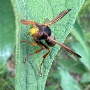 Polistes (Polistella) humilis at Orangeville, NSW - 11 Feb 2025 12:39 PM
