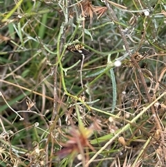 Nyctemera amicus (Senecio Moth, Magpie Moth, Cineraria Moth) at Lyons, ACT - 11 Feb 2025 by ran452