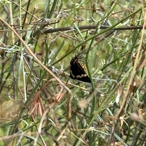 Nyctemera amicus at Lyons, ACT - 11 Feb 2025 12:29 PM