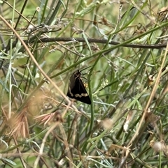 Nyctemera amicus at Lyons, ACT - 11 Feb 2025 12:29 PM