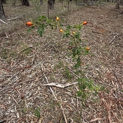 Rosa sp. (A Wild Rose) at Kaleen, ACT - 11 Feb 2025 by LouiseSproule