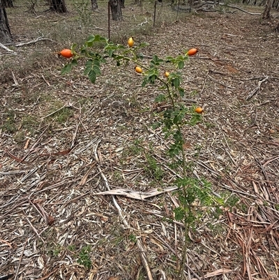 Rosa sp. (A Wild Rose) at Kaleen, ACT - 11 Feb 2025 by LouiseSproule