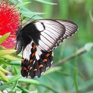 Papilio aegeus at Acton, ACT - 9 Feb 2025 08:29 AM