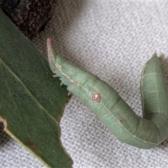 Geometridae (family) IMMATURE at Franklin, ACT - 11 Feb 2025 01:05 PM