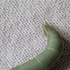 Geometridae (family) IMMATURE at Franklin, ACT - 11 Feb 2025 01:05 PM