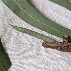 Geometridae (family) IMMATURE at Franklin, ACT - 11 Feb 2025 01:05 PM