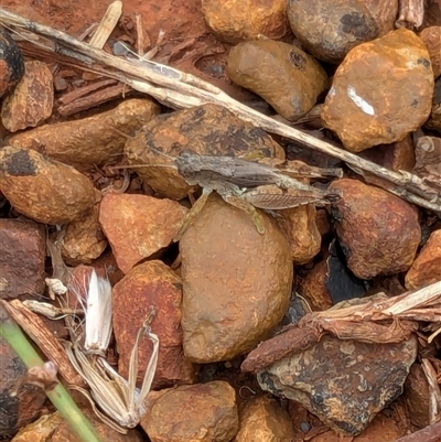 Phaulacridium vittatum (Wingless Grasshopper) at Franklin, ACT - 11 Feb 2025 by chriselidie