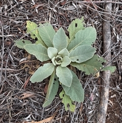 Verbascum thapsus subsp. thapsus (Great Mullein, Aaron's Rod) at Kaleen, ACT - 11 Feb 2025 by LouiseSproule