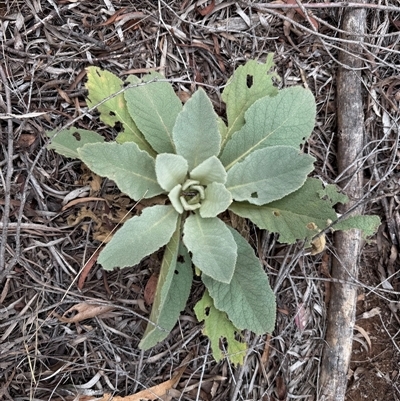 Verbascum thapsus subsp. thapsus (Great Mullein, Aaron's Rod) at Kaleen, ACT - 11 Feb 2025 by LouiseSproule