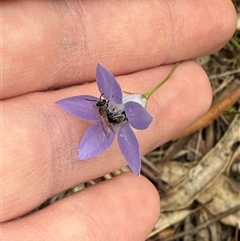 Lasioglossum sp. at Kaleen, ACT - Today by LouiseSproule