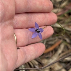 Wahlenbergia sp. at Kaleen, ACT - Today by LouiseSproule