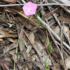 Convolvulus angustissimus subsp. angustissimus at Kaleen, ACT - Today by LouiseSproule