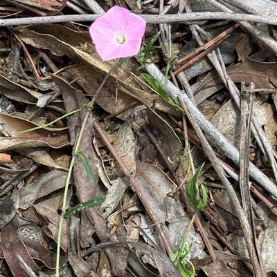 Convolvulus angustissimus subsp. angustissimus (Australian Bindweed) at Kaleen, ACT - 11 Feb 2025 by LouiseSproule