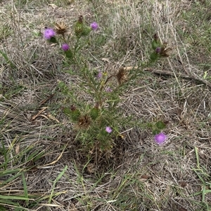 Cirsium vulgare at Kaleen, ACT - 11 Feb 2025 01:36 PM